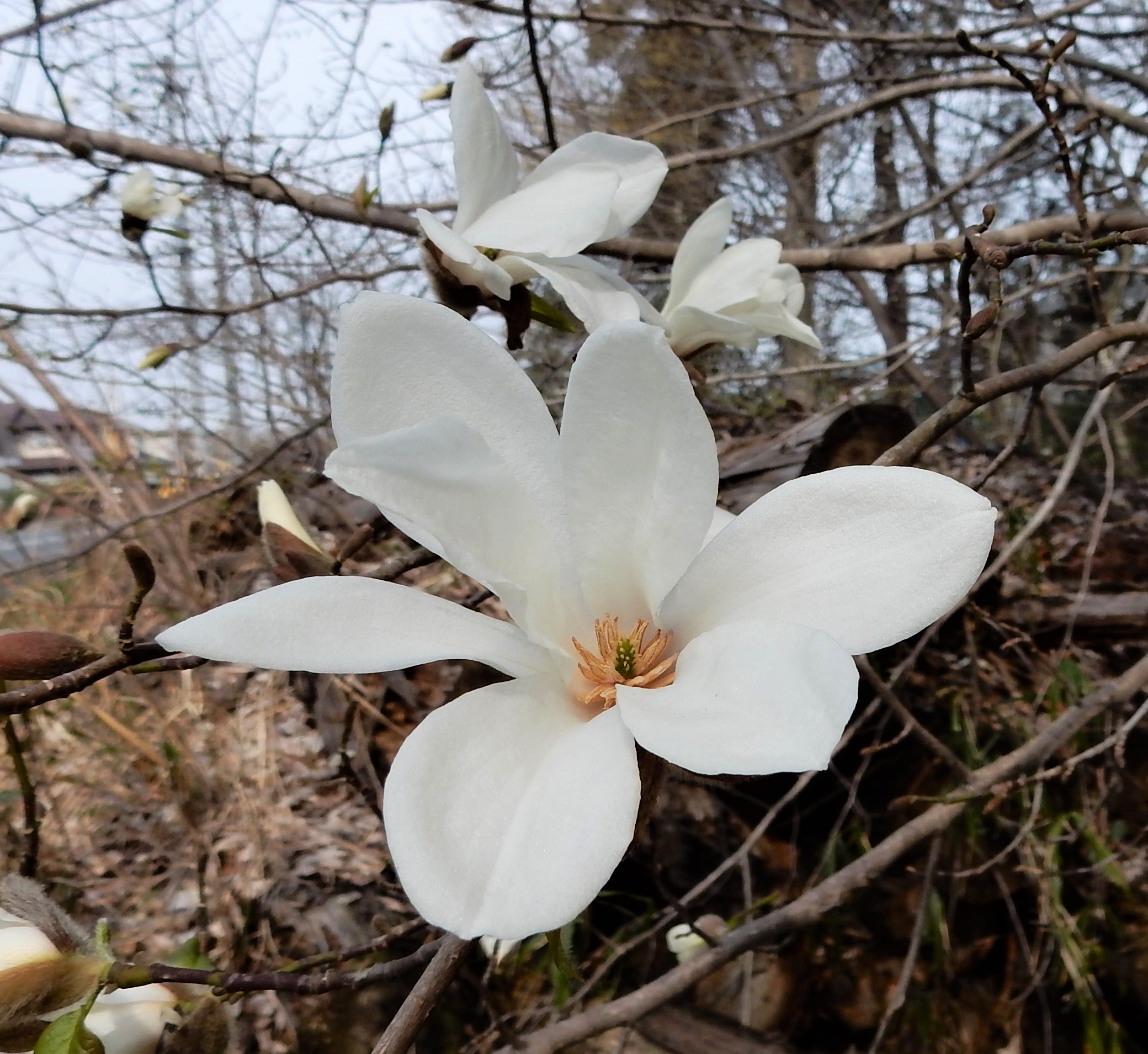 49．《コブシ（辛夷）》 | ニッセイ緑の財団ニュース